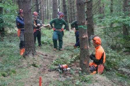 Chainsaw Safety TraininFelling and Limbing